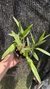 Epidendrum campestre “Tipo” Lacre 19516 - loja online