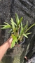 Imagem do Epidendrum campestre “Tipo” Lacre 19516