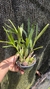 Epidendrum campestre “Tipo” Lacre 19516 - comprar online