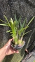 Epidendrum campestre “Tipo” Lacre 19516 - loja online