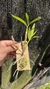 Dendrobium frimbiatum na internet