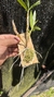 Dendrobium frimbiatum - comprar online