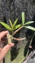 Imagem do Dendrobium frimbiatum
