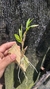 Dendrobium frimbiatum - loja online