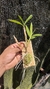 Dendrobium frimbiatum na internet