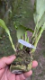 Dendrochilum glumaceum Lacre 0000094 - comprar online