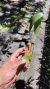 Stelis papaquerensis - Orquidário Aparecida