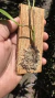 Stelis papaquerensis - comprar online