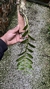 Dendrobium anosmum variedade gigante albo na internet