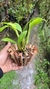 Dendrobium spectabile - comprar online