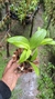 Imagem do Dendrobium spectabile
