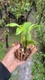 Imagem do Dendrobium spectabile