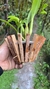 Dendrobium spectabile - loja online