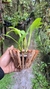 Dendrobium spectabile na internet