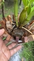 Dendrobium spectabile - comprar online