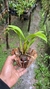 Dendrobium spectabile