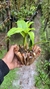 Dendrobium spectabile - loja online