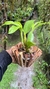 Dendrobium spectabile - comprar online