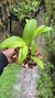 Dendrobium spectabile na internet