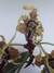 Dendrobium spectabile