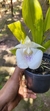 Warczewiczella amazonica antiga "Cochleanthes amazonica" Lacre 00076 - comprar online