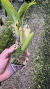 Coelogyne lentiginosa Lacre 0000998 - comprar online
