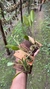 Acianthera oligantha na internet