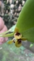 Acianthera oligantha - Orquidário Aparecida