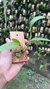 Acianthera oligantha - comprar online