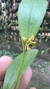 Acianthera oligantha