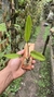 Acianthera tricarinara - loja online