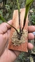 Acianthera tricarinara - Orquidário Aparecida