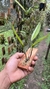 Acianthera tricarinara na internet