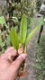 Imagem do Acianthera tricarinara