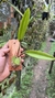 Acianthera tricarinara
