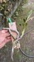 Cycnoches pentadactylon Lacre 31661 - loja online