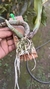 Cycnoches pentadactylon Lacre 31661 - Orquidário Aparecida