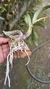 Cycnoches pentadactylon Lacre 31661 na internet