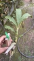 Cycnoches pentadactylon Lacre 31661 - comprar online