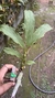 Cycnoches pentadactylon Lacre 31661 na internet
