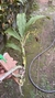 Cycnoches pentadactylon Lacre 31661