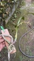 Imagem do Cycnoches pentadactylon Lacre 31661