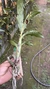 Cycnoches pentadactylon Lacre 31661 - loja online