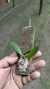 Oncidium pumilum (P) na internet