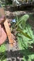 Cattleya schilleriana coerulea (Touceira) - loja online