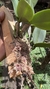 Cattleya schilleriana coerulea (Touceira) na internet