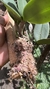 Cattleya schilleriana coerulea (Touceira) - Orquidário Aparecida