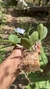 Cattleya schilleriana coerulea (Touceira) na internet