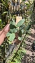 Cattleya schilleriana coerulea (Touceira) - comprar online