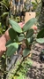 Imagem do Cattleya schilleriana coerulea (Touceira)